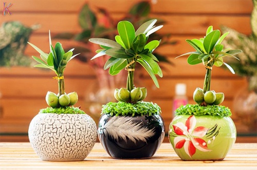 Lựa chọn thực vật phù hợp với vị trí công tác giúp năm mới sự nghiệp tăng tiến không ngừng năm 2019