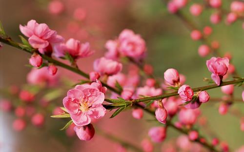 Chọn hoa chơi Tết 2020 đúng chuẩn để năm mới gia đình may mắn, an khang