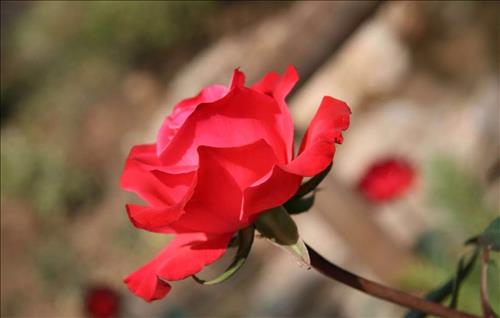 Chòm sao nữ sinh vào 3 tháng dương lịch này, cuộc đời định sẵn giàu có, trường thọ và may mắn