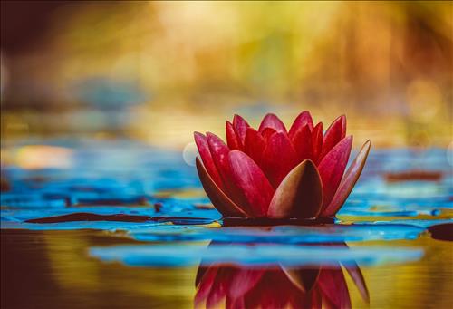 Tử vi thứ 2 ngày 14/10/2019 của 12 con giáp: Mùi phát đạt, Thân kích động