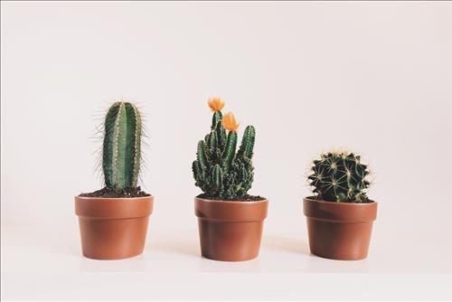 Tử vi thứ 3 ngày 5/11/2019 của 12 con giáp: Thìn vui vẻ, Ngọ có sai sót