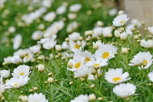 Tử vi tuần mới từ 7 – 13/10/2019 của 12 con giáp: Mùi vẫn có duyên, Tý tiền đầy nhà