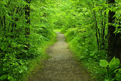 Tử vi tuần mới từ 4 – 10/11/2019 của 12 con giáp: Hợi không may, Sửu nhiều bất ngờ