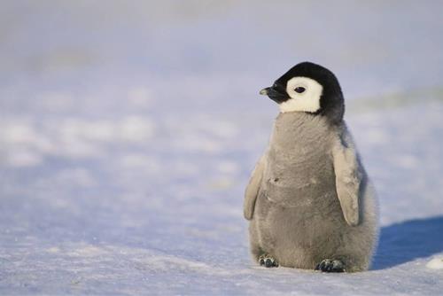 Giải mã ý nghĩa thú vị từ giấc mơ chim cánh cụt