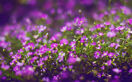 Tử vi Thứ 4 ngày 18/12/2019 của 12 cung hoàng đạo: Bảo Bình thận trọng, Kim Ngưu có ưu thế