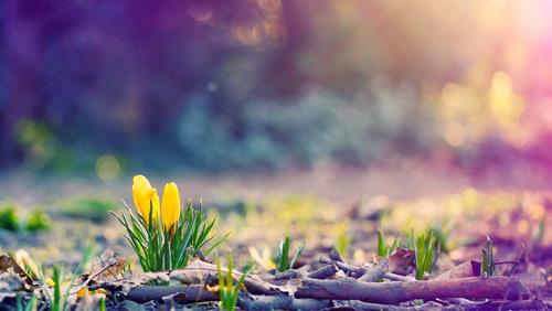 Tử vi thứ 4  ngày 25/12/2019 của 12 con giáp: Tý vượng duyên, Ngọ mất tiền