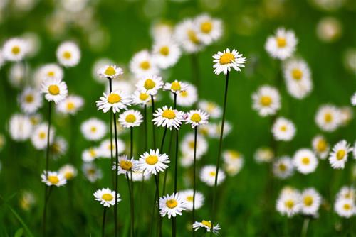 Tử vi thứ 4 ngày 4/12/2019 của 12 con giáp: Thìn kiếm tiền giỏi, Tị dễ thiệt thòi