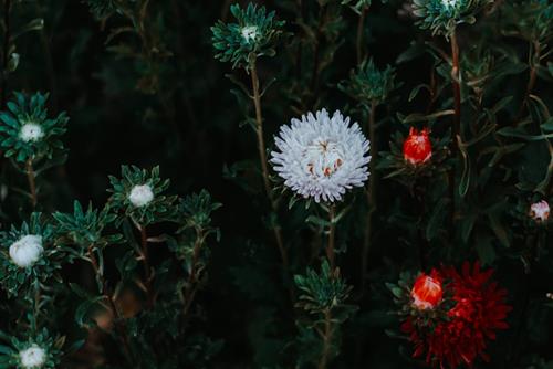 Tử vi thứ 3 ngày 7/1/2020 của 12 con giáp: Tý căng thẳng, Dần thuận lợi