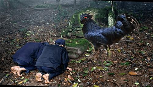 MA GÀ là gì? Nuôi ma gà để làm gì? Thực hư chuyện ma gà hại người và gieo rắc kinh hoàng