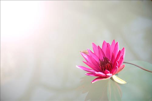 Tử vi Chủ nhật ngày 24/3/2019 của 12 con giáp: Thìn phát tài, Sửu mâu thuẫn