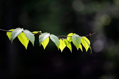 Tử vi tuần mới từ 11 – 17/3/2019 của 12 con giáp: Tuất hoang mang, Tý dễ mất tiền