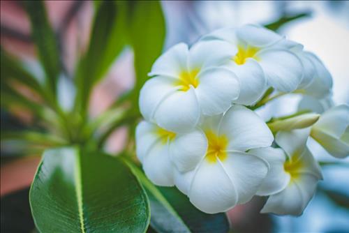 Tử vi Chủ nhật ngày 10/3/2019 của 12 cung hoàng đạo: Kim Ngưu độc lập, Sư Tử lười biếng