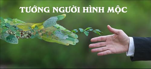 Người hình Mộc có nét tướng ra sao, vận mệnh thế nào theo nhân tướng học