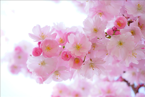 Tử vi thứ 2 ngày 8/4/2019 của 12 con giáp: Tị bất an, Tuất rủng rỉnh tiền tiêu