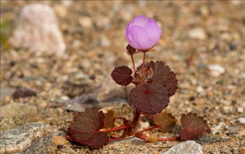 Tử vi Thứ 7 ngày 6/4/2019 của 12 cung hoàng đạo: Kim Ngưu muốn bình yên, Xử Nữ gặp rắc rối