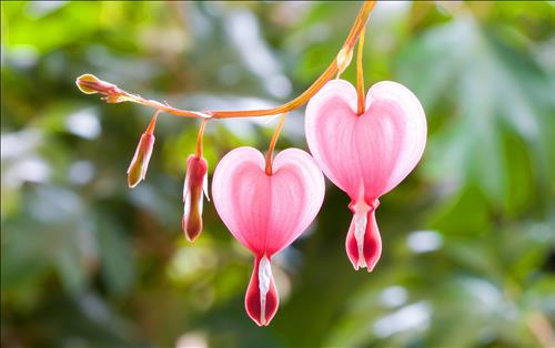 Tử vi Thứ 7 ngày 13/4/2019 của 12 cung hoàng đạo: Bạch Dương dùng tiểu xảo, Song Tử ghét người lạ