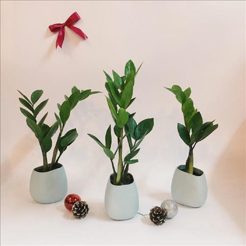 Cây Kim Tiền là cây gì? Có ý nghĩa và tác dụng gì trong thúc đẩy tài lộc?