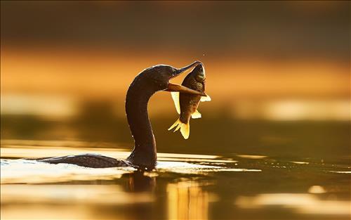 Tử vi Thứ 7 ngày 18/5/2019 của 12 cung hoàng đạo: Kim Ngưu nỗ lực, Thiên Bình nồng ấm