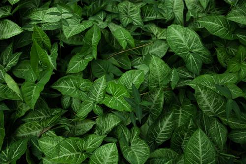 Tử vi thứ 5 ngày 16/5/2019 của 12 con giáp: Hợi hòa hợp, Sửu mơ mộng