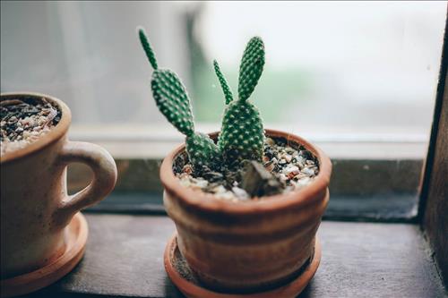 Tử vi thứ 4 ngày 26/6/2019 của 12 con giáp: Ngọ hiếu thắng, Tuất hạnh phúc