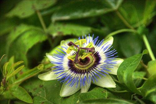 Tử vi Thứ 5 ngày 20/6/2019 của 12 cung hoàng đạo: Bạch Dương hoang phí, Ma Kết sâu sắc