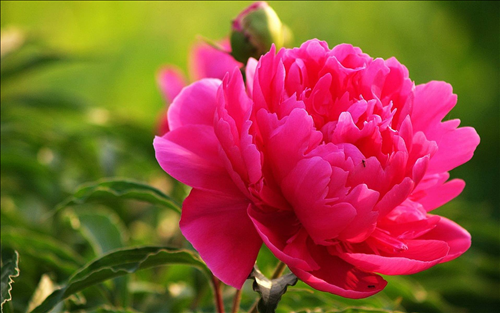 Tử vi Thứ 2 ngày 24/6/2019 của 12 con giáp: Dậu nên dũng cảm, Thân chớ lo âu