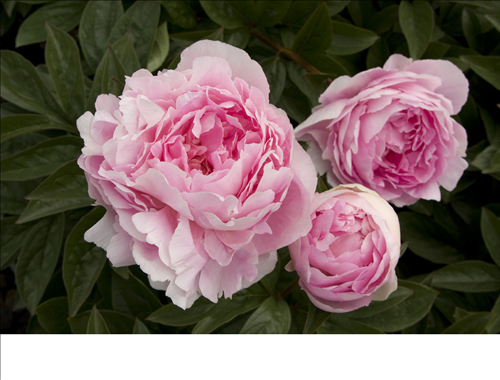 Tử vi thứ 6 ngày 28/6/2019 của 12 con giáp: Dần thay đổi, Tý phấn khởi