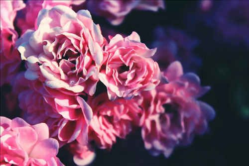 Tử vi Chủ nhật ngày 9/6/2019 của 12 con giáp: Dậu gặp duyên, Tị mất tiền