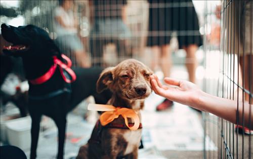 Tử vi thứ 3 ngày 23/7/2019 của 12 con giáp: Hợi thất vọng, Thìn điềm đạm