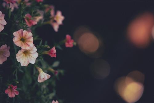 Tử vi thứ 3 ngày 30/7/2019 của 12 con giáp: Thân vượng duyên, Sửu căng thẳng