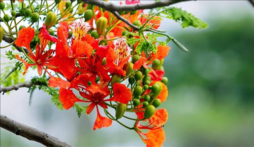 Tử vi thứ 7 ngày 20/7/2019 của 12 con giáp: Tị hòa nhã, Ngọ nóng vội