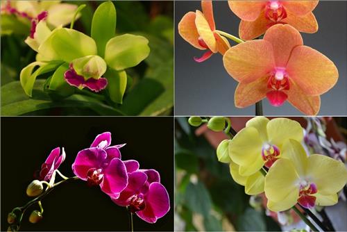 Hoa tử la lan cho tình cảm nồng nàn