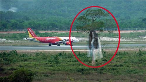 Cây ma ở sân bay Phú Quốc: Chuyện huyền bí về oan hồn cô gái trẻ