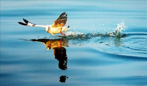 Tử vi Thứ 2 ngày 5/8/2019 của 12 cung hoàng đạo: Sư Tử thu hút, Xử Nữ cô đơn