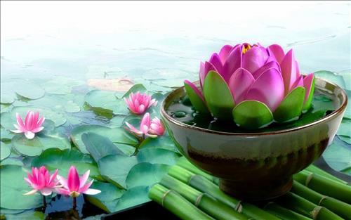 Tử vi Thứ 7 ngày 31/8/2019 của 12 cung hoàng đạo: Hổ Cáp khó chịu, Kim Ngưu thể hiện