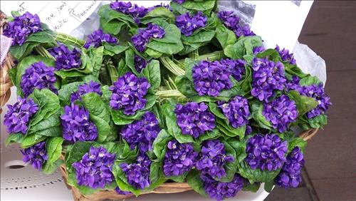 Tử vi thứ 3 ngày 24/9/2019 của 12 cung hoàng đạo: Xử Nữ rụt rè, Ma Kết nóng nảy