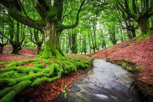 Mơ thấy rừng - Hướng đến lối sống đơn giản, tìm kiếm sự bình an nội tâm