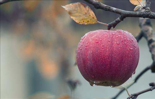 Tử vi thứ 5 ngày 12/9/2019 của 12 con giáp: Tý bị nghi ngờ, Dần hưởng thành quả