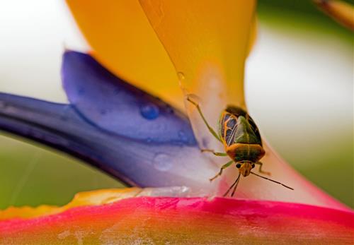 Tử vi thứ 6 ngày 31/1/2020 của 12 con giáp: Sửu gặp quý nhân, Mão vướng trở ngại