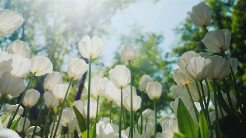 Tử vi Chủ nhật ngày 9/2/2020 của 12 con giáp: Thân bị hiểu lầm, Dần đón tin vui