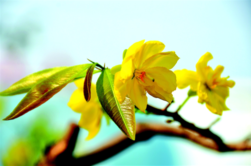 Tử vi Chủ nhật ngày 5/1/2020 của 12 con giáp: Dậu nhiều tiền, Tý gặp tiểu nhân