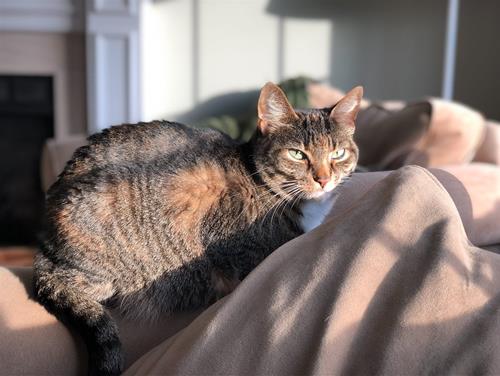 Tử vi tháng 11/2020 của 12 cung hoàng đạo: Thiên Bình giỏi kiếm tiền, Bảo Bình nhàm chán