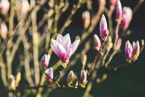 Tử vi tuần mới từ 2 - 8/11/2020 của 12 con giáp: Dần kiêu ngạo, Tuất thăng tiến