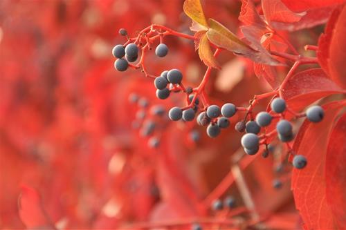 Tử vi Thứ 3 ngày 10/11/2020 của 12 con giáp: Tuất muộn phiền, Thân hiếu kỳ