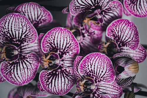 Tử vi thứ 2 ngày 11/1/2021 của 12 cung hoàng đạo: Sư Tử khó xử, Hổ Cáp bi quan