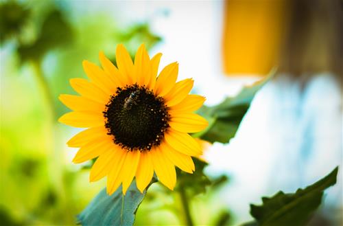 Tử vi thứ 7 ngày 29/2/2020 của 12 con giáp: Dậu đầy hứa hẹn, Tuất gặp khó khăn