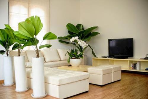 Tác dụng của phong thủy thực vật bên ngoài nhà ở