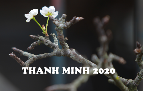 Thanh Minh 2020 là ngày nào? Tết Thanh Minh 2020 là ngày tốt hay ngày xấu?