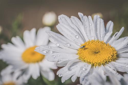 Tử vi Chủ Nhật ngày 5/7/2020 của 12 con giáp: Hợi bận rộn, Dậu hay nghĩ ngợi