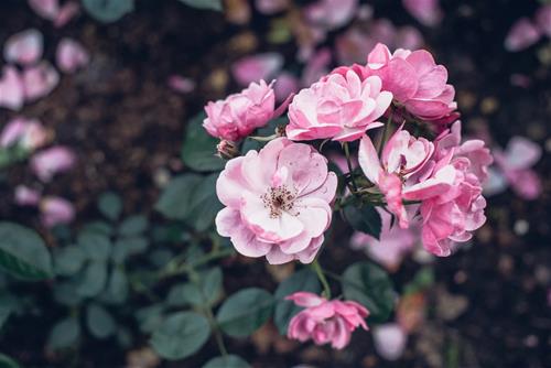 Tử vi thứ 4 ngày 22/7/2020 của 12 cung hoàng đạo: Song Tử thay đổi, Cự Giải có đam mê